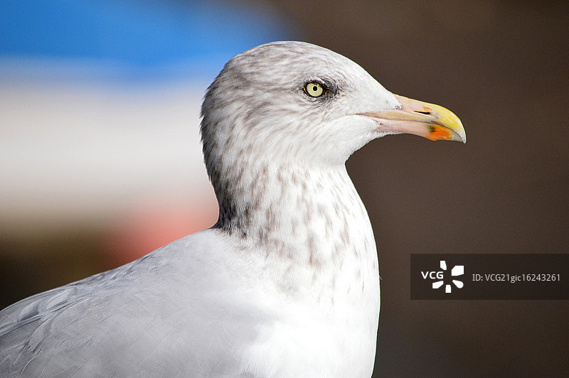 海鸥肖像图片素材