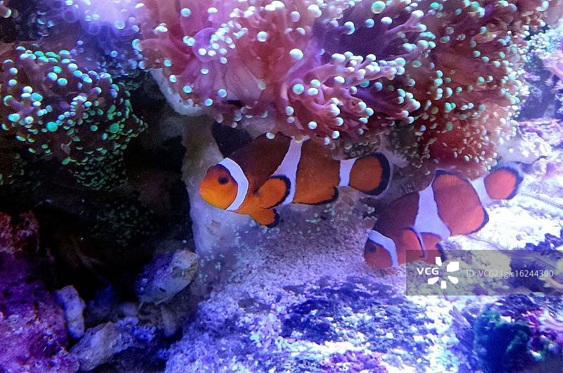 寻找小丑鱼图片素材