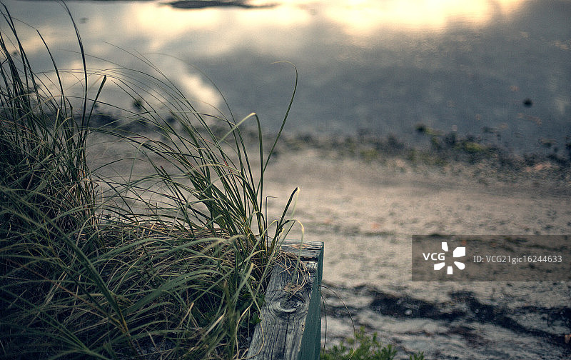 印第安海滩的高草图片素材