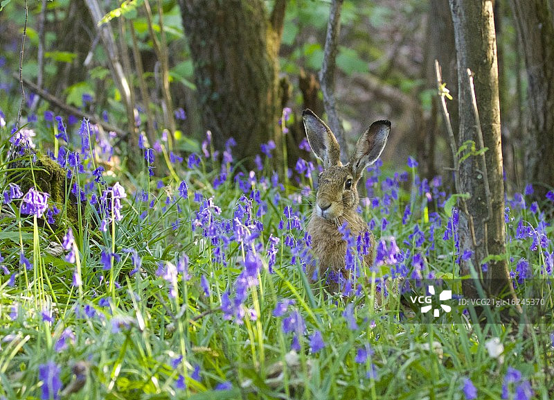 复活节快乐兔子图片素材