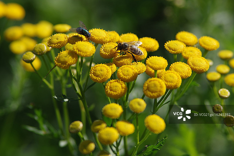 黄色开花艾菊图片素材