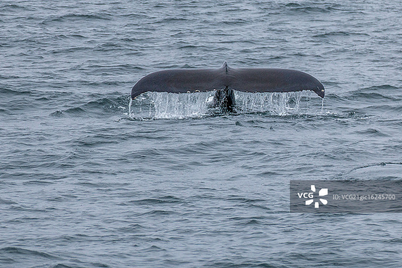 座头鲸图片素材
