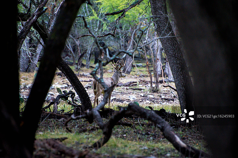 站在树林里的雄鹿图片素材