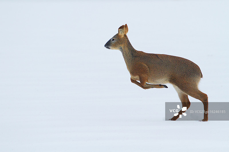中华水鹿图片素材