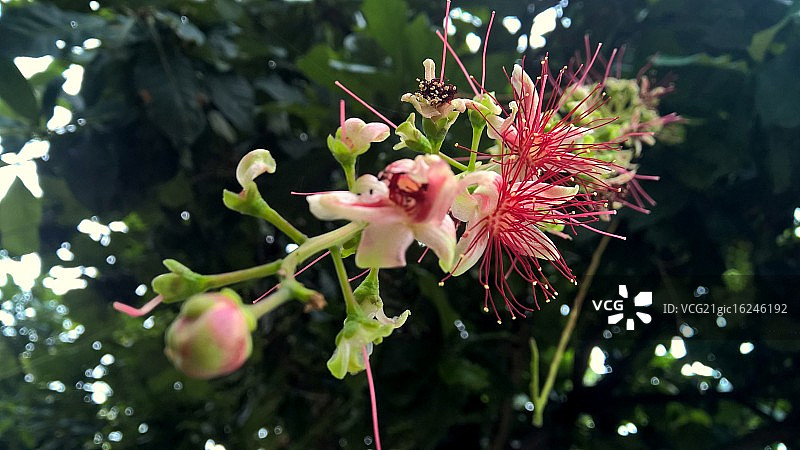 Barringtonia图片素材