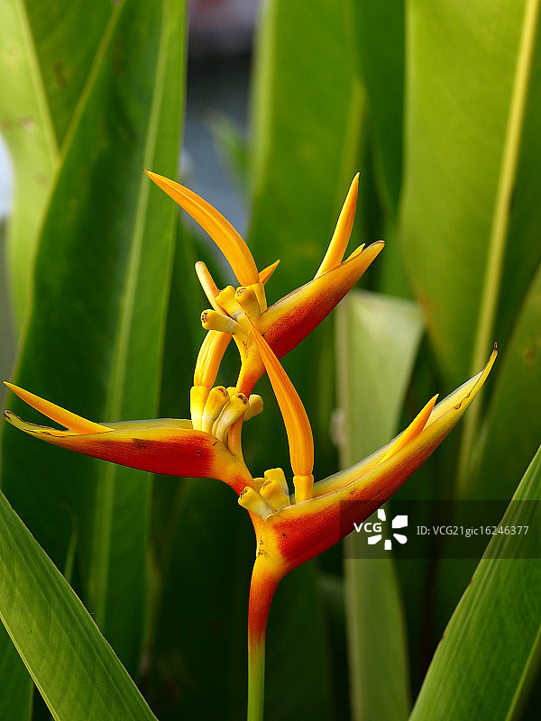 天堂之花图片素材