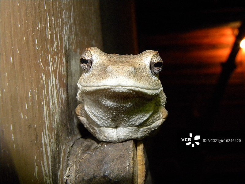 微笑的青蛙图片素材