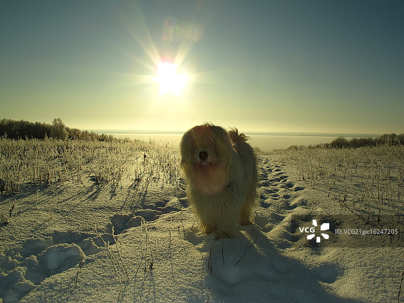 雪地牧羊犬图片素材