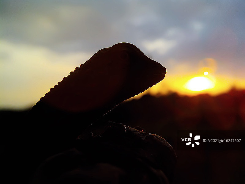 小哥斯拉图片素材