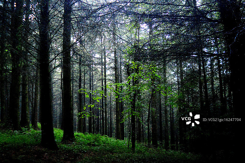 穿过松树林的傍晚光线图片素材