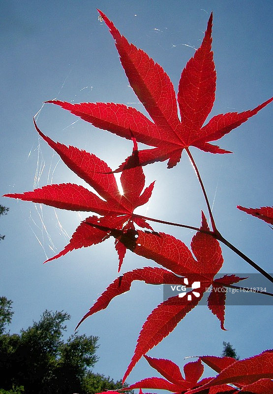 日本枫树图片素材