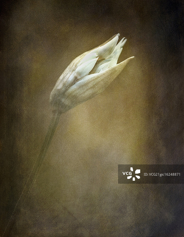 智慧的珍珠图片素材