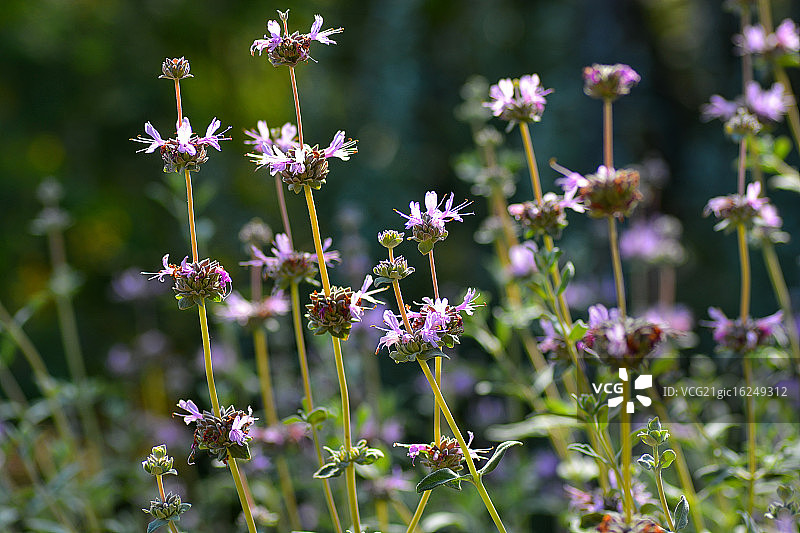 紫色鼠尾草图片素材