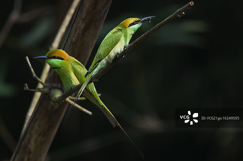 正在捕猎的绿蜂虎图片素材