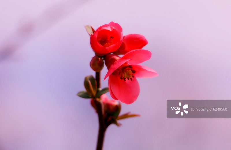 榅桲花图片素材