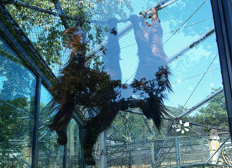 大猩猩图片素材