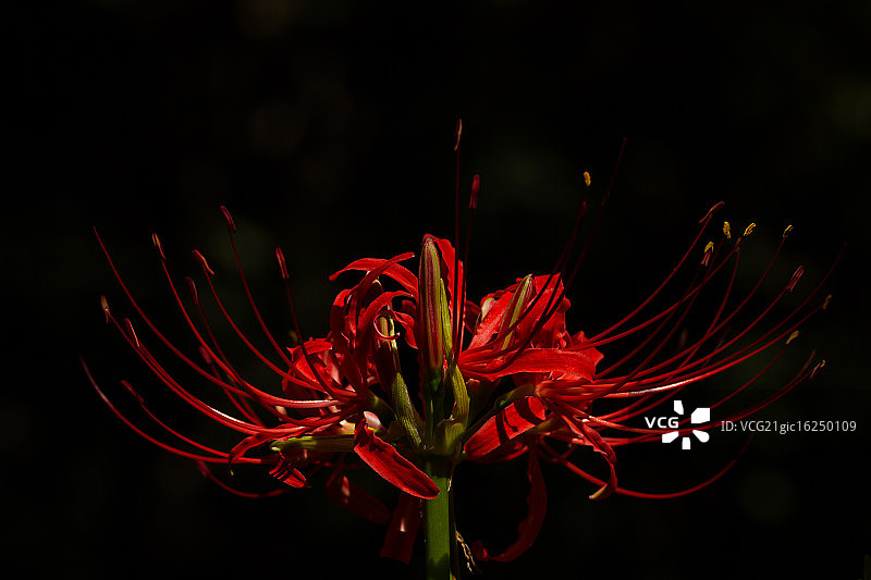 集群孤挺花图片素材