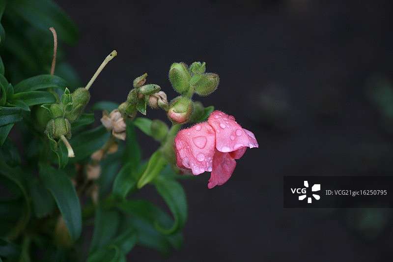 乌克兰布罗瓦里图片素材