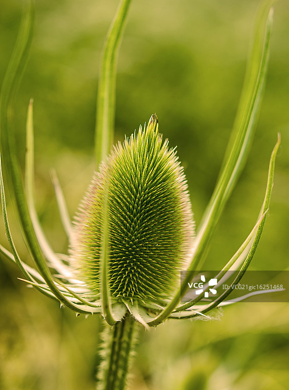 风车草图片素材