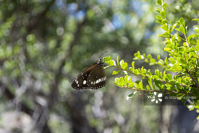 磁岛上的蝴蝶图片素材