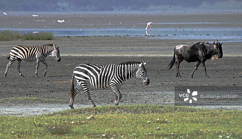 斑马和角马图片素材