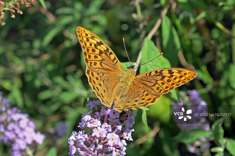 巴尔干贝母图片素材