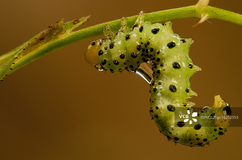 玫瑰锯蝇幼虫图片素材