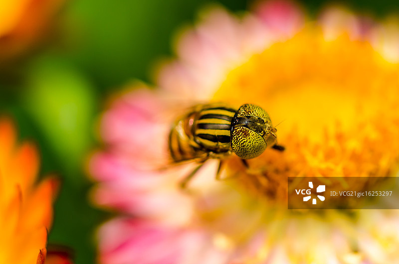 昆虫在稻草花上授粉图片素材