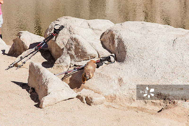 黄腹旱獭图片素材