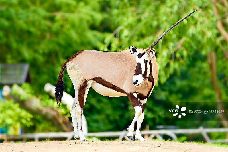 独角兽图片素材