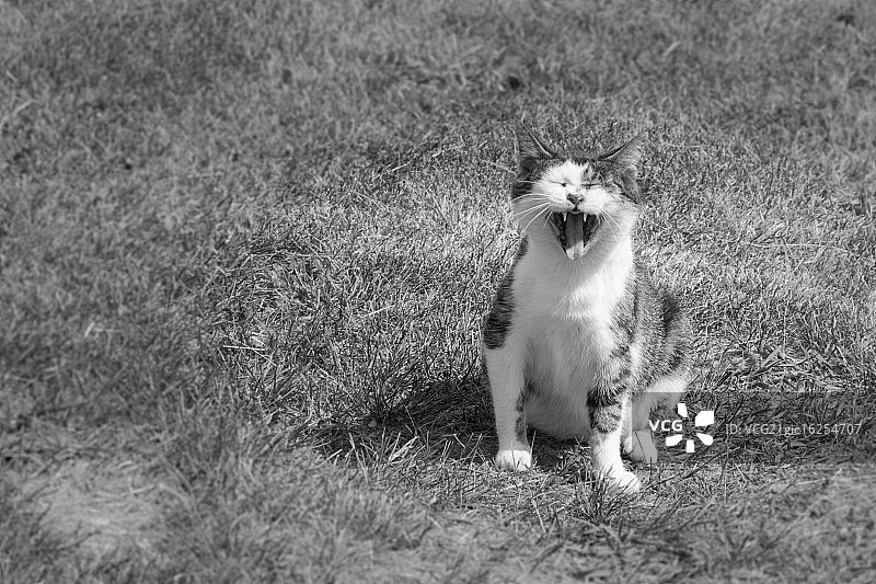 听我怒吼图片素材