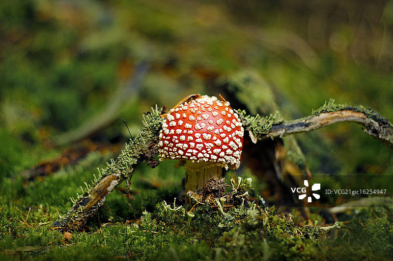 红色毒菌图片素材