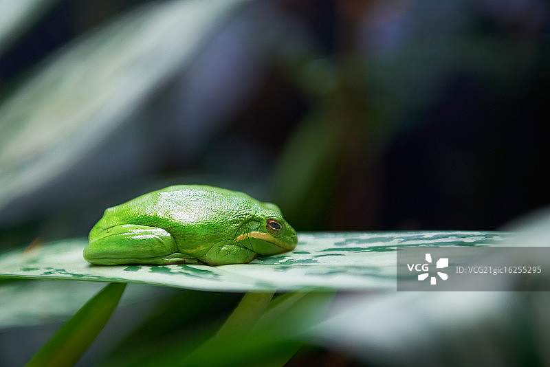 绿树蛙图片素材