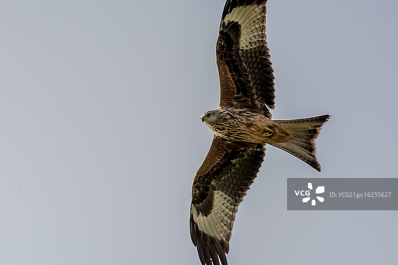 翱翔的风筝图片素材