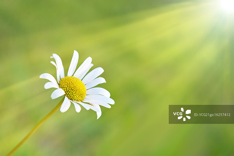 田野上的洋甘菊图片素材