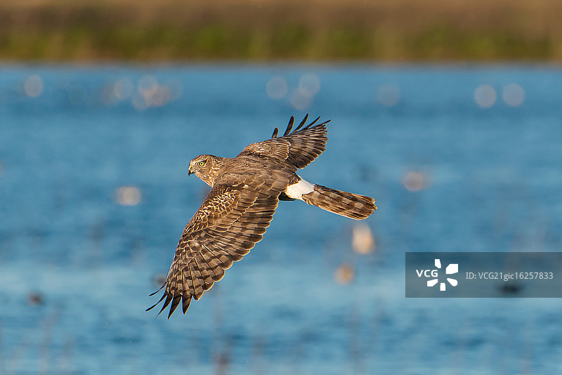 灰背鹞回头看图片素材