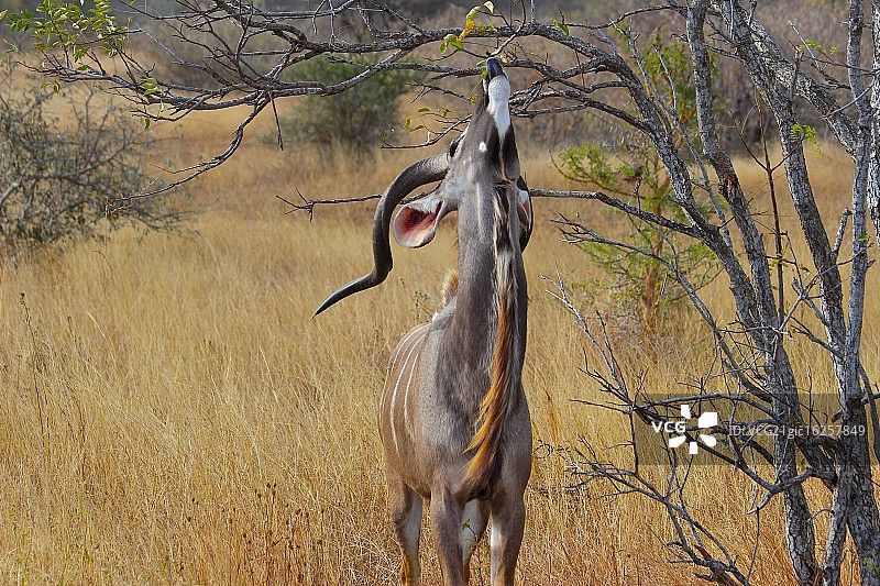 长颈的非洲大羚羊图片素材