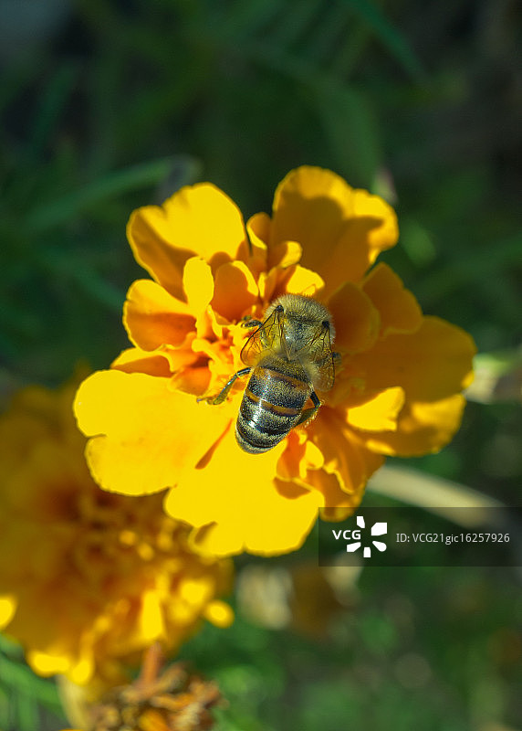 花上的蜜蜂图片素材