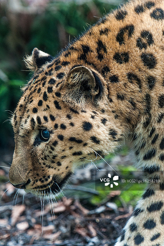 黑龙江豹图片素材