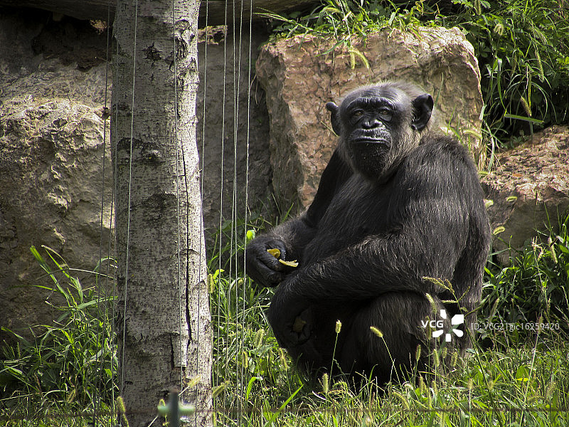 有趣的猴子图片素材