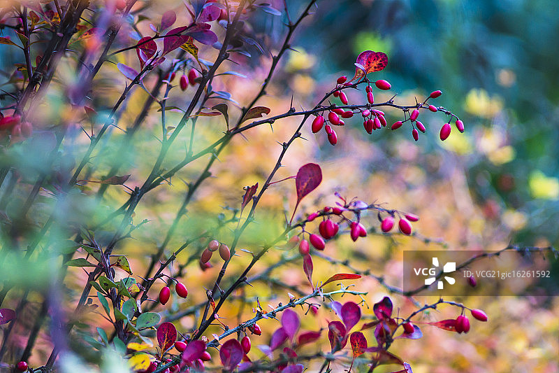 玫瑰果图片素材