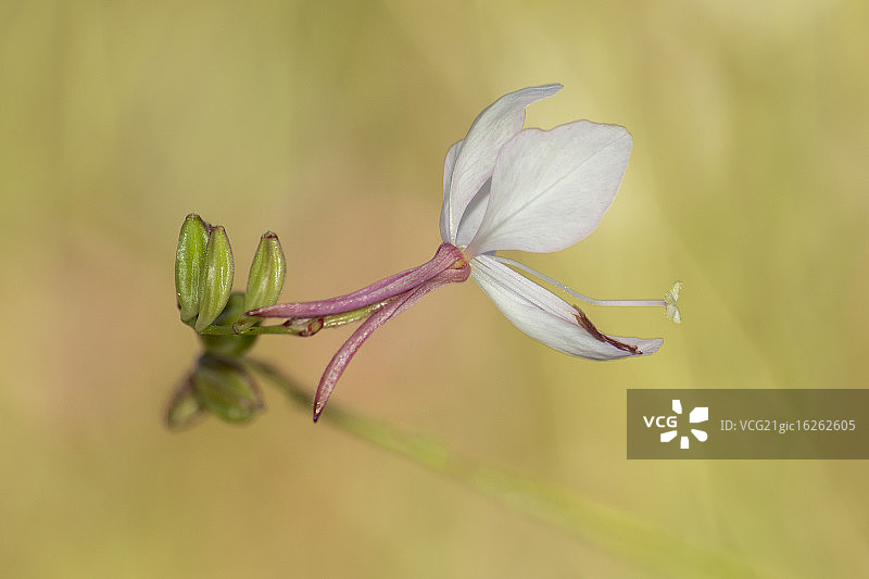 蝴蝶灌木花图片素材