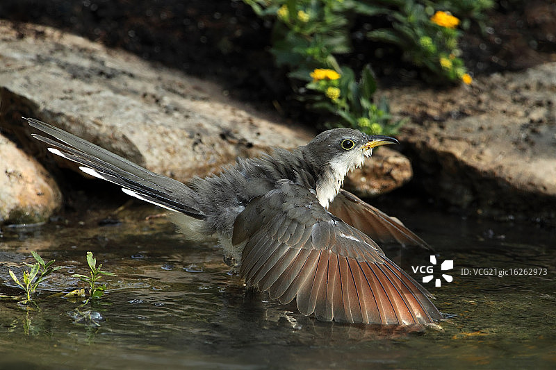 杜鹃鸟的降温图片素材