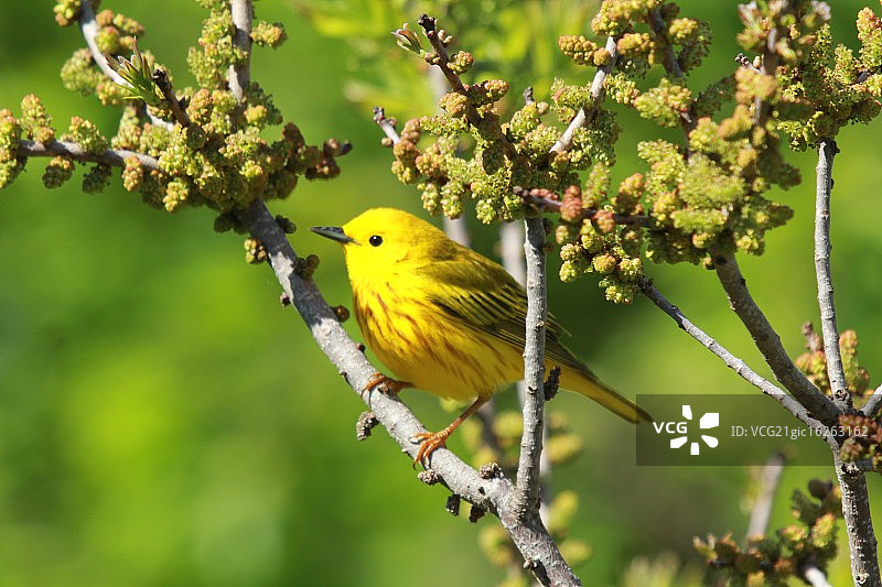 黄色莺图片素材