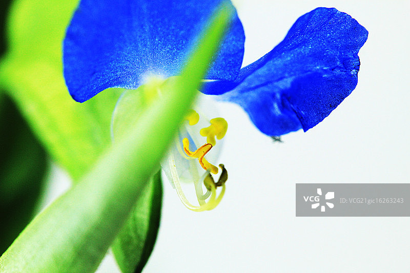 鸭跖草图片素材