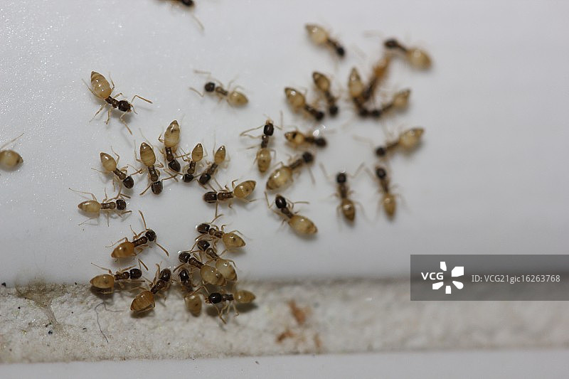 与朋友畅饮图片素材