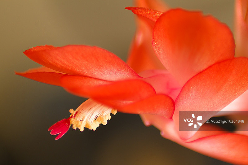 圣诞仙人掌图片素材