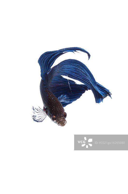 暹罗斗鱼图片素材