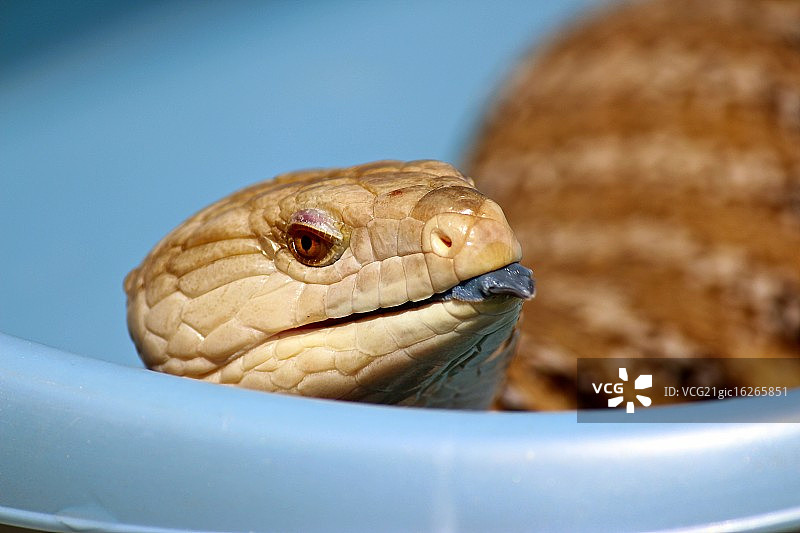 蓝舌石龙子图片素材