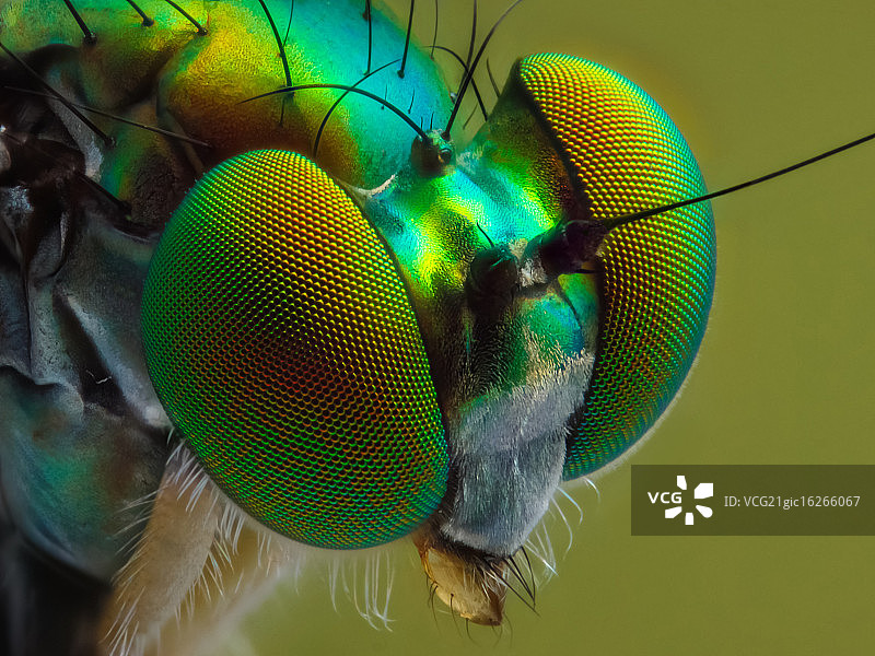 食虫虻图片素材